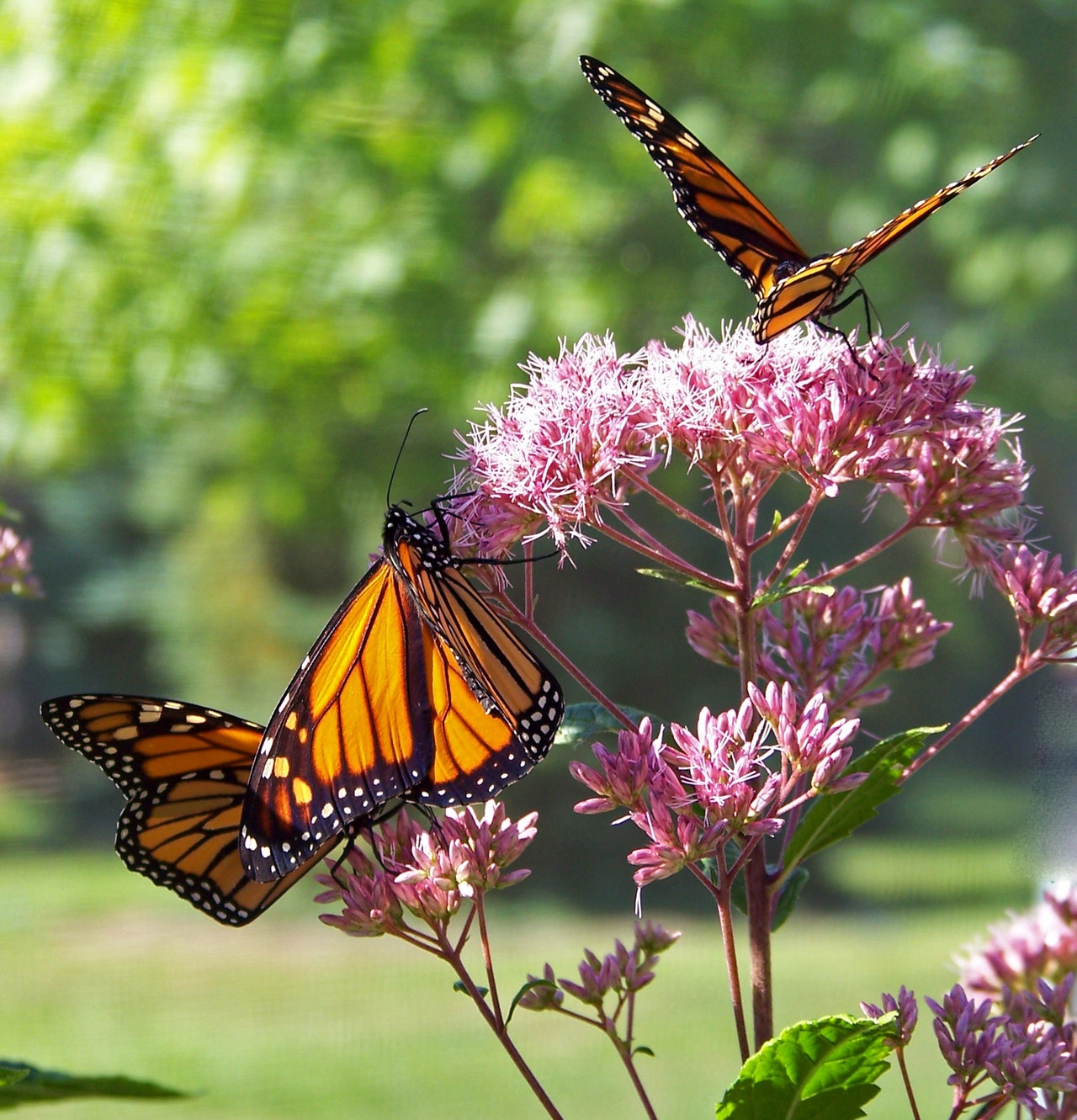 diervriendelijke tuin vlinders