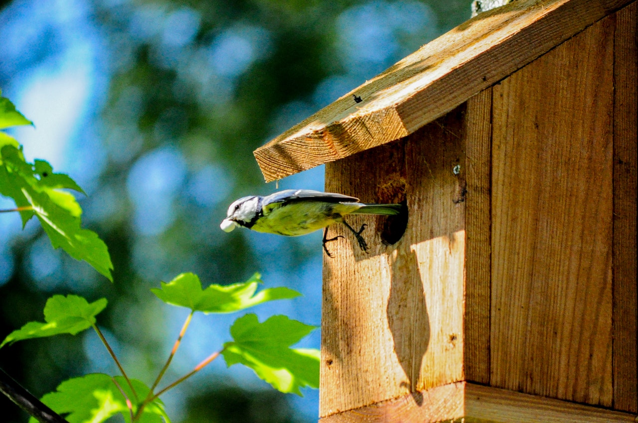 diervriendelijke tuin vogelhuis