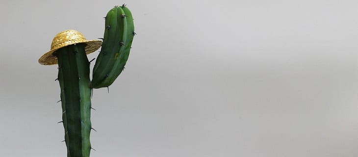 cactus makkelijke plant