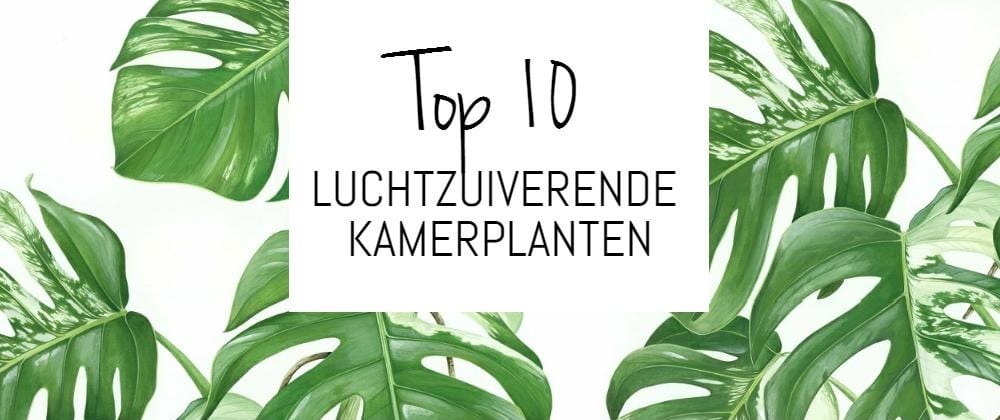 Top 10 luchtzuiverende planten