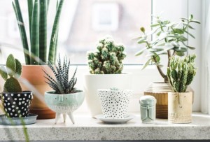 Vensterbank decoratie: cactussen