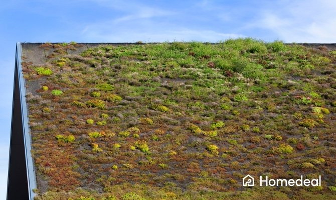 Groen dak met sedumbeplanting op een schuin dak. De vegetatie zorgt voor extra isolatie, betere wateropvang en een duurzame, natuurlijke uitstraling van het dak.