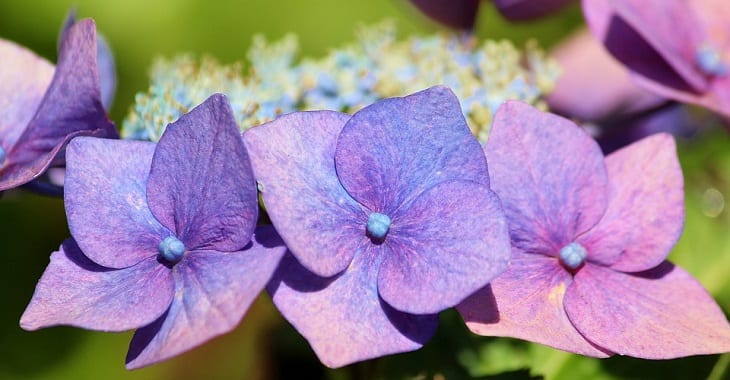 Speciaal fenomeen Donau Hortensia snoeien - stappenplan + tips | Homedeal