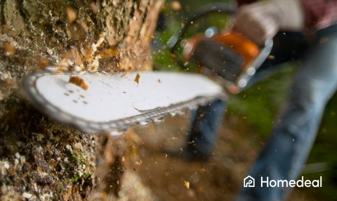 Kettingszaag die een boomstam doorzaagt, met rondvliegende houtsnippers tijdens het vellen van een boom.