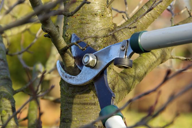 appelboom snoeien